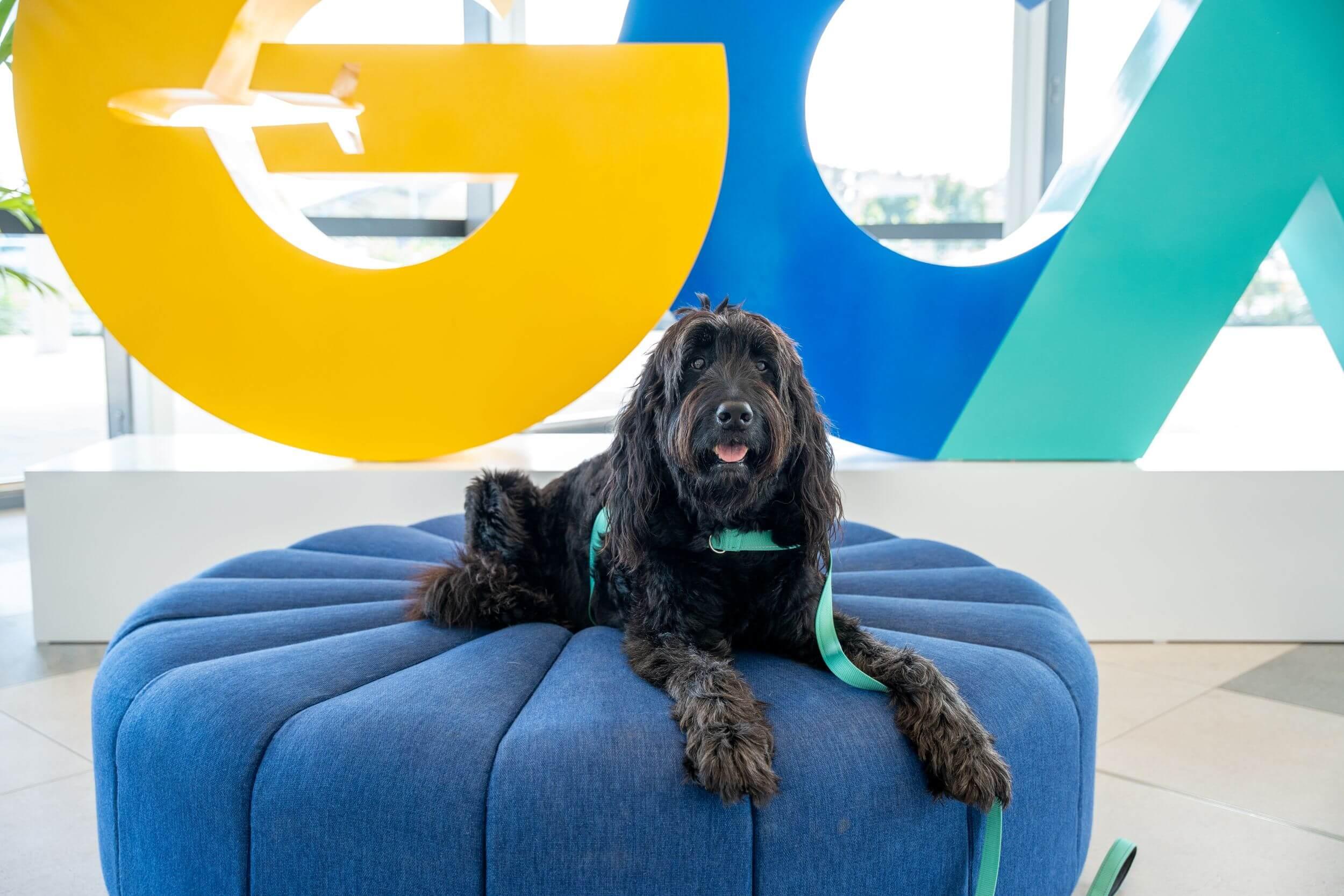 Chappie on chair (1)