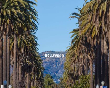 Picture of Iconic view of the Hollywood Sign in Los Angeles, California, framed by tall palm trees lining a street under a clear blue sky.