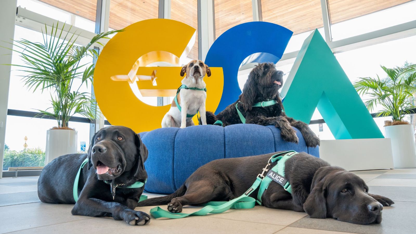 Four therapy dogs wearing green AmbassaPaws harnesses relaxing in front of large GCA letters inside Gold Coast Airport terminal with indoor plants and natural light.